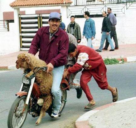 chkon li sayyeg?????